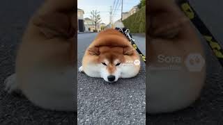 もうつかれた柴犬〜