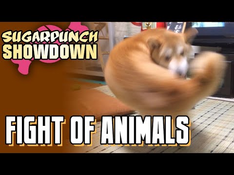Sugarpunch Showdown: FIGHT OF ANIMALS