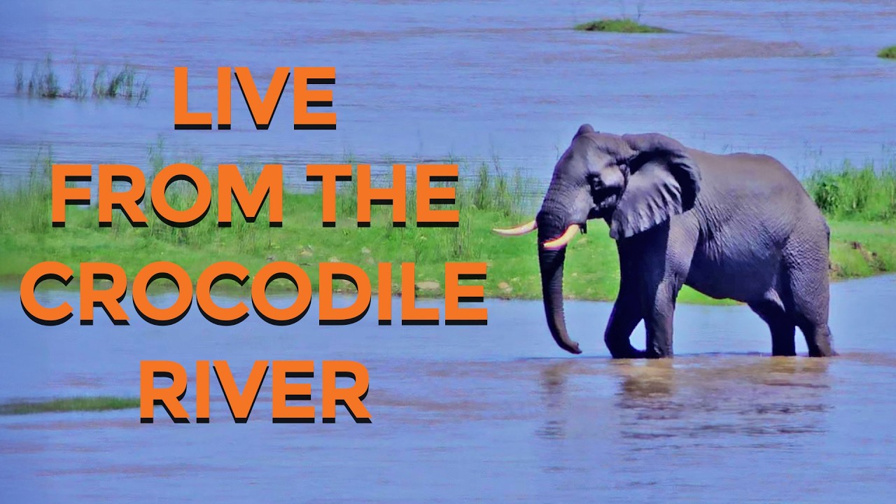 Live from the Crocodile River at the Kruger National Park