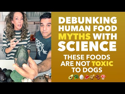 DOGS:  Debunking Food “Myths”What human food is really toxic for dogs
