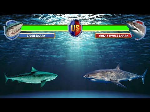 Tiger Shark vs Great White Shark