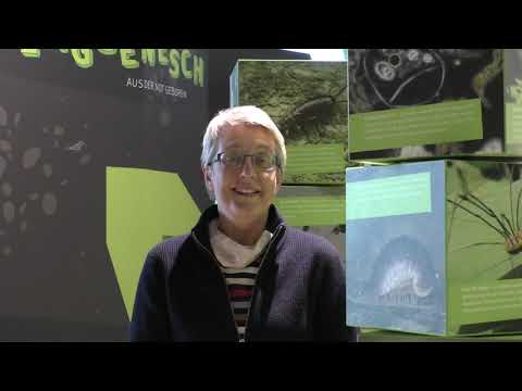 Online-Eröffnung der Sonderausstellung »BodenSchätze – Geschichte(n) aus dem Untergrund« 25.05.2020