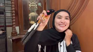 Download lagu REVIEW MURAI BATU 100ribuan dan MURAI BATU TERNAKAN 7-2-2026 mp3