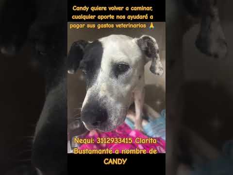 Candy rescatada en Sesquile Cundinamarca, atropellada por una moto, lucha por volver a caminar