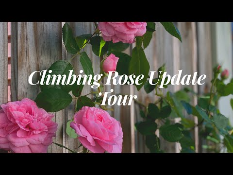 image-How long does Climbing Rose take to grow?
