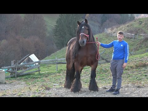 Caii lui Bexa Daniel de la Ciuruleasa, Alba - Planuri de viitor -  2022 Nou!!!