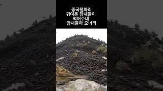 Download lagu 중국털파리가 덮어버린 세상 참새가 큰 일 중 #중국털파리 #러브버그 #참새 #익충의근거 mp3