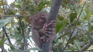 preview picture of video 'Tarsier Monkey Bohol 2010 -TravelOnline TV'