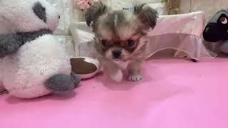 ハーフ犬の動画01