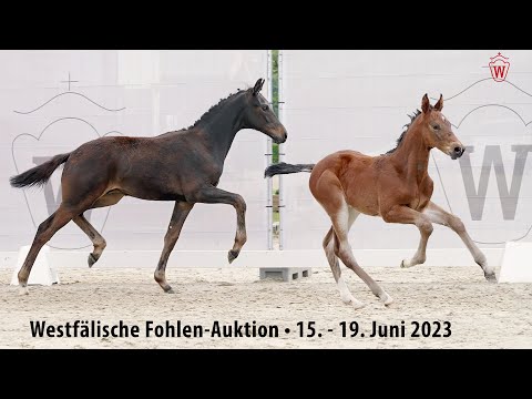 Westfälische Fohlen-Auktion 15. -19. Juni 2023 / Trailer