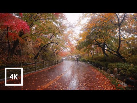 Walking in the Rain, Autumn Leaves and Binaural Rain Sounds for Sleep, Namsan Mountain, Seoul, ASMR
