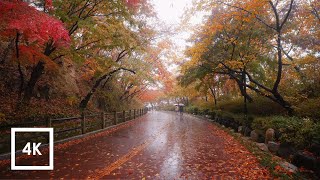 Walking in the Rain, Autumn Leaves and Binaural Rain Sounds for Sleep, Namsan Mountain, Seoul, ASMR