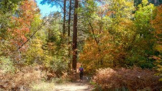 Beautiful Sedona - Golden Autumn