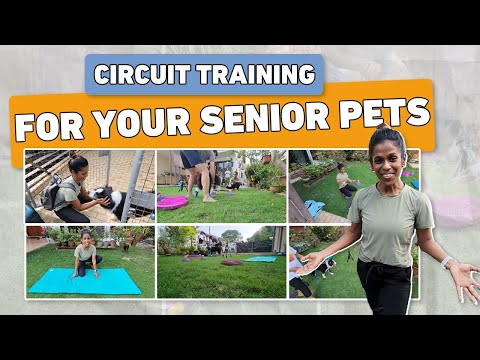 Circuit Training For Exercising Older Dogs | Simple & Effective