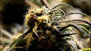 Nature's AZ Medicines Dispensary Showcase