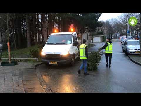Kerstbomen rauzen in Houtwijk