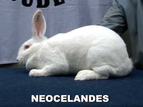 28 Cría de conejos 1