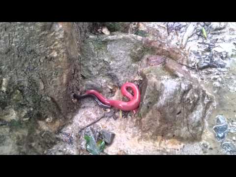 Giant Red Leech Vs Giant Earthworm of Mount Kinabalu-3