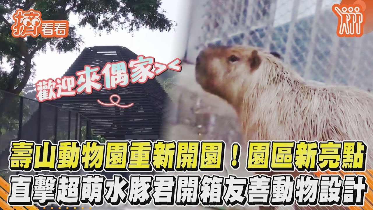 影音/壽山動物園重新開園!園區新亮點 直擊超萌水豚君開箱友善動物設計