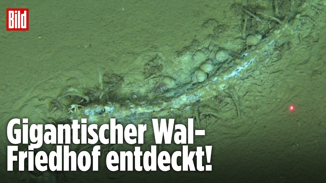Tiefsee-Fund im Indischen Ozean: Forscher finden uralte Wal-Fossilien in 7.000 Metern Tiefe