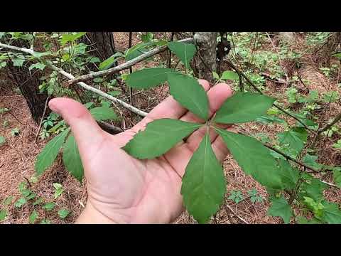 Parthenocissus quinquefolia