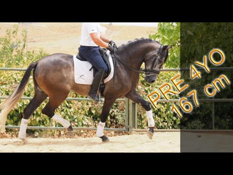 PRE GELDING 167 CM SUPER NICE CHARACTER