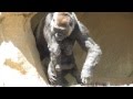 Cutest Baby Gorilla Ever with Mom and Dad 