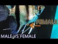 Male Angelfish VS Female Angelfish How To Tell The Difference Between Male And Female