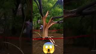 Download lagu Detik Detik Petir Menyambar Pohon Hingga Terbelah 🔥 mp3