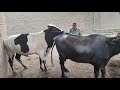 Animal Mating Animal Meeting Animalmating