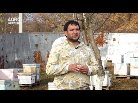 Agricultura Performantă în Moldova – Lecția nr.7, Apicultura