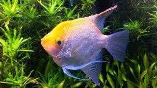 How to determine the gender of Angel Fish