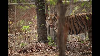 Tiger Temple tigers: RIP Jomnapah