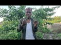 DAWA KIBOKO KINGA YA WACHAWI MAJINI HAWATAKUGUSA SIKILIZA NA ANGALIA KWA MAKINI UTANISHUKURUNI SANA