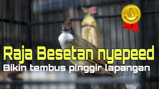 Download lagu cucak jenggot gacor kombinasi besetan nyepeed mp3 Download lagu cucak jenggot gacor kombinasi besetan nyepeed mp3