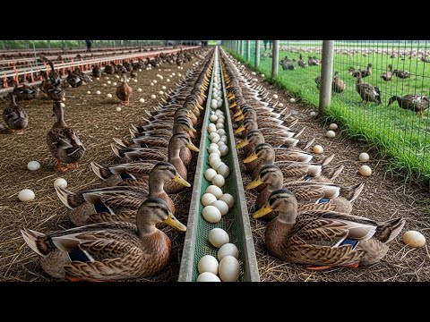Duck farming - How to raise duck for business at home - Harvesting organic eggs