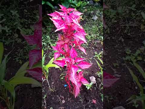 beautiful flowers💐💐💐#amazing flowers#video #beautiful flowers