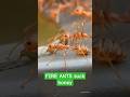 The FIRE ANTS discovered the honey and soon the whole colony arrived. 🥰 #fireants