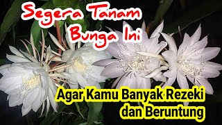 Download lagu Bisa Dapat Banyak Rezeki Sampai Membawa Keberuntungan, Inilah Mitos Bunga Wijaya Kusuma mp3