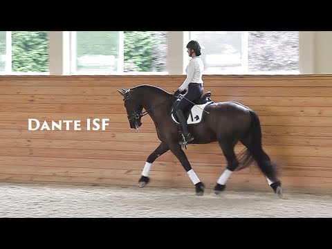 Dante ISF at Iron Spring Farm, September 2020 - SOLD!