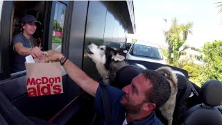 Husky 'Karen' Shouts at Drive Thru Staff for His Food!