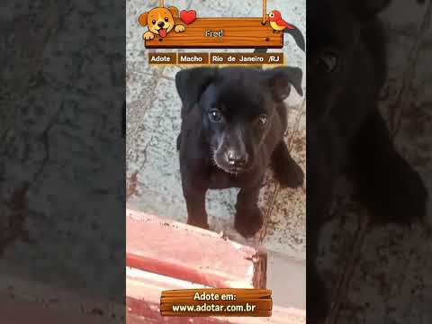Vídeo de Fred