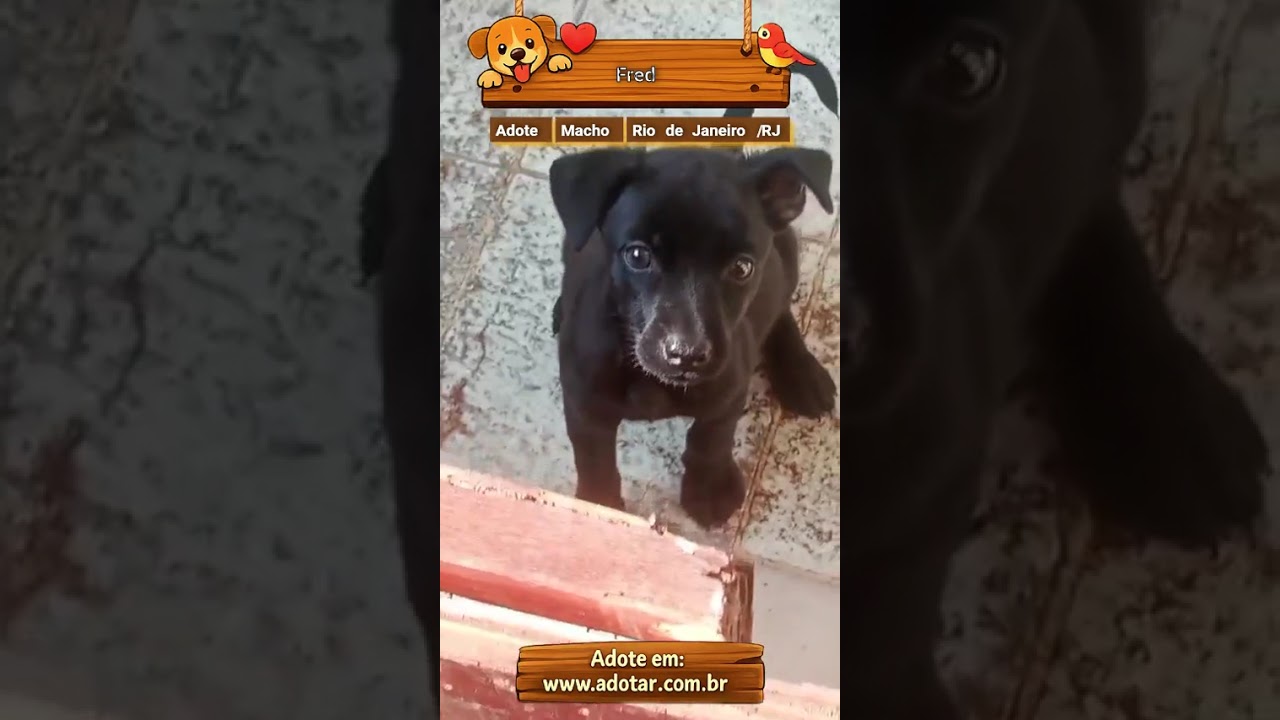Cachorro raça SRD-ViraLata idade Abaixo de 2 meses nome Fred