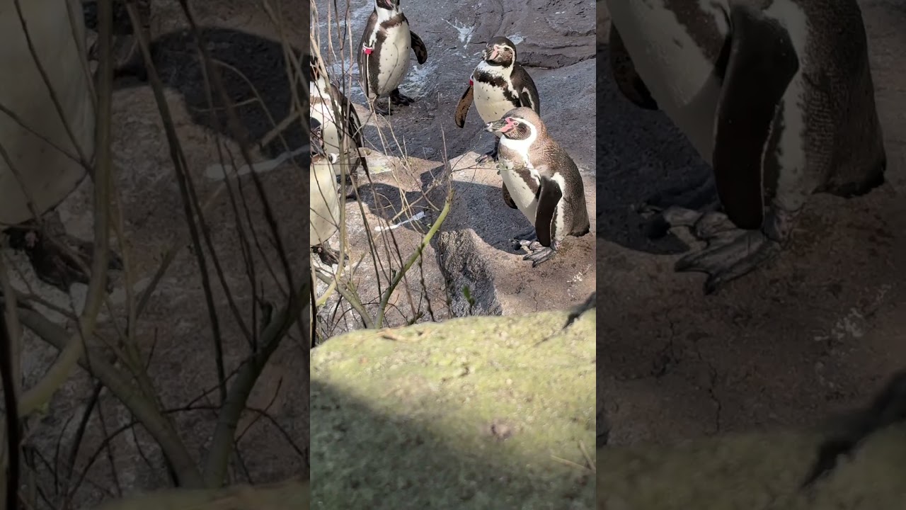 penguins bask in the sun