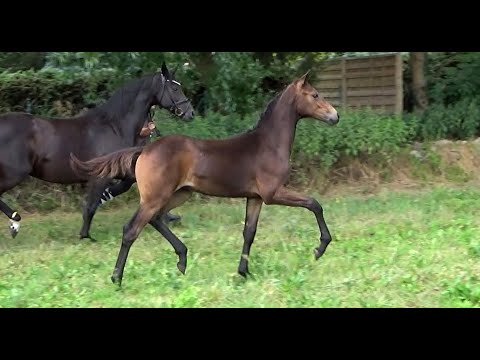 *2022 Stute von Vivaldon - San Amour SOLD!!!