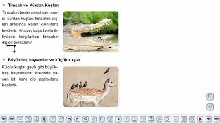 Eğitim Vadisi AYT Biyoloji 8.Föy Ekoloji 1 Konu Anlatım Videoları