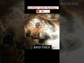 Two Brothers 2004 Full Movie тигр Two Brothers