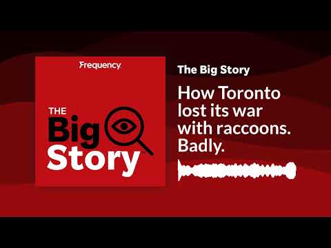 How Toronto lost its war with raccoons. Badly. | The Big Story