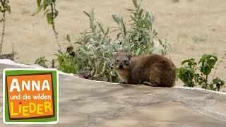 Download lagu Klippschliefer | Kinderlied mit Tieren | Anna und die wilden Lieder mp3