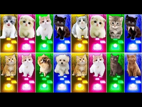 📹 ALL CUTE CATS PT.5 - IMAGINE DRAGONS ENEMY - JISOO FLOWER   SHAKIRA WAKA WAKA - LISA MONEY